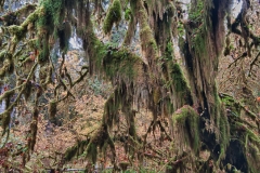 Hoh_Rain_Forest_Olympic_National_Park_Washington_Tree_Hall_of_Mosses_HDR