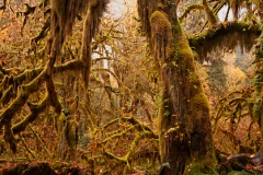 Hoh_Rain_Forest_Olympic_National_Park_Washington_Tree_Two_Hall_of_Mosses_HDR