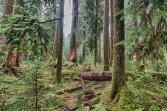 Hoh_Rain_Forest_Olympic_National_Park_Washington_Trees_Hall_of_Mosses_HDR