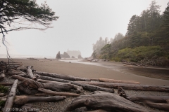 Kalaloch_Beach_Rain_Storm_Found_Three_Bald_Eagles_Perched_to_the_Right_of_the_Frame_Olympic_National_Park_Washington