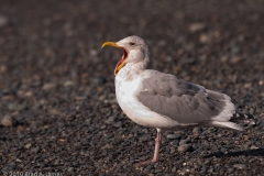 Rialto_Beach_Olympic_National_Park_Washington_Gull_Bored_with_the_Photography