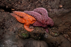 Rialto_Beach_Olympic_National_Park_Washington_Sea_Stars