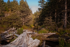 Rialto_Beach_Olympic_National_Park_Washington_Stream_Flowing_into_Ocean