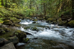 Trail to Falls Creek Falls Oregon