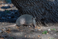 Armadillo