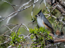 Black-crested-Titmouse