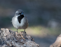 Black-throated-Sparrow