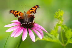 Brushfoot-Question-Mark-Butterfly-on-Purple-Coneflower