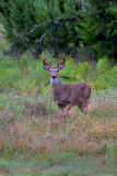 Buck on the Fox Hill at Lazy Oaks Ranch