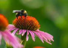 Bumblebee-on-Purple-Cone-Flower