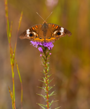 Doeskin-Common-Buckeye