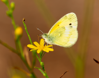 Doeskin-Dainty-Sulphur