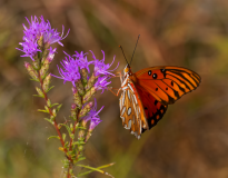 Doeskin-Gulf-Fritillary-Top-and-Underside