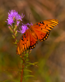 Doeskin-Gulf-Fritillary