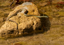 Doeskin-Red-stripe-Ribbon-Snake