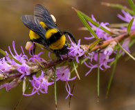 Doeskin-Sonoran-Bumblebee