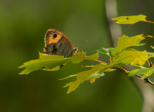 Doeskin-Wood-Nymph-Backlit