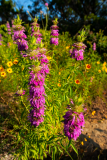 Lemon-Beebalm-Eckhardt