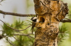 MountainChickadeeMaleAtNest