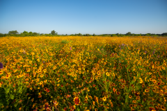 Mullen-Field-of-Flowers