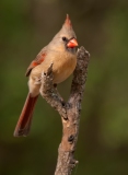 Northern-Cardinal-Female-Bentson-Rio-Grande-Valley-State-Park-Texas