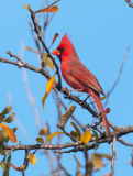 Northern-Cardinal-Male