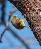 Oranged-crowned-Warbler