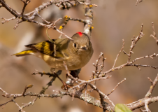 Ruby-crowned-Kinglet-2