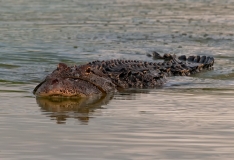 American Alligator Port Aransas Texas