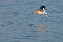 American Avocet on the Wing Birding Center Port Aransas Texas