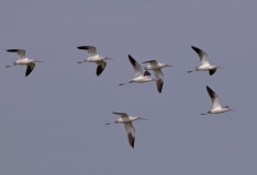 American Avocets on the Wing Port Aransas Texas