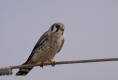 American Kestrel Rockport Texas