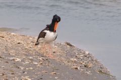 American Oystercatcher Preening Indian Point Corpus Christi Texas