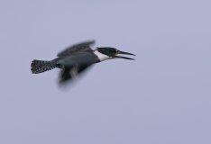 Belted Kingfisher Port Aransas Texas