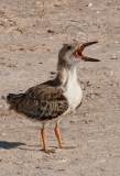 Black Skimmer Juvenile Calling