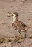 Black Skimmer Juvenile Rockport Texas