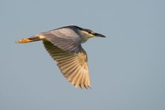 Black-crowned Night Heron Fly Over Birding Center Port Aransas Texas