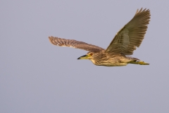 Black-crowned Night Heron Juvenile Fly Over Birding Center Port Aransas Texas