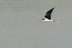 Black-necked Stilt Fly By Birding Center Port Aransas Texas