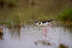 Black-necked Stilt Grazing Hazel Bazemore Park Texas