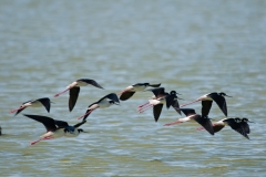 Black-necked Stilts on the Wing Flying Away Port Aransas Texas