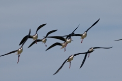 Black-necked Stilts on the Wing Inbound Port Aransas Texas