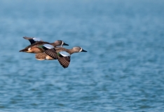 Blue-winged Teal Pair Port Aransas Texas