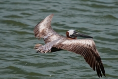 Brown Pelican Flying Away Cove Harbor Rockport Texas