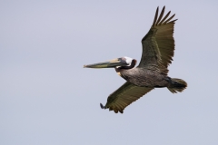 Brown Pelican on the Wing Birding Center Port Aransas Texas