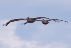 Brown Pelicans in Formation Padre Island National Seashore