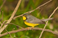 Canada Warbler Port Aransas Texas