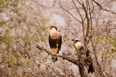 Caracara Pair in the Fog Refugio Texas