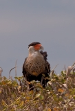 Caracara on Sand Dune Padre Island National Seashore