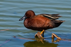 Cinnamon Teal Birding Center Port Aransas Texas